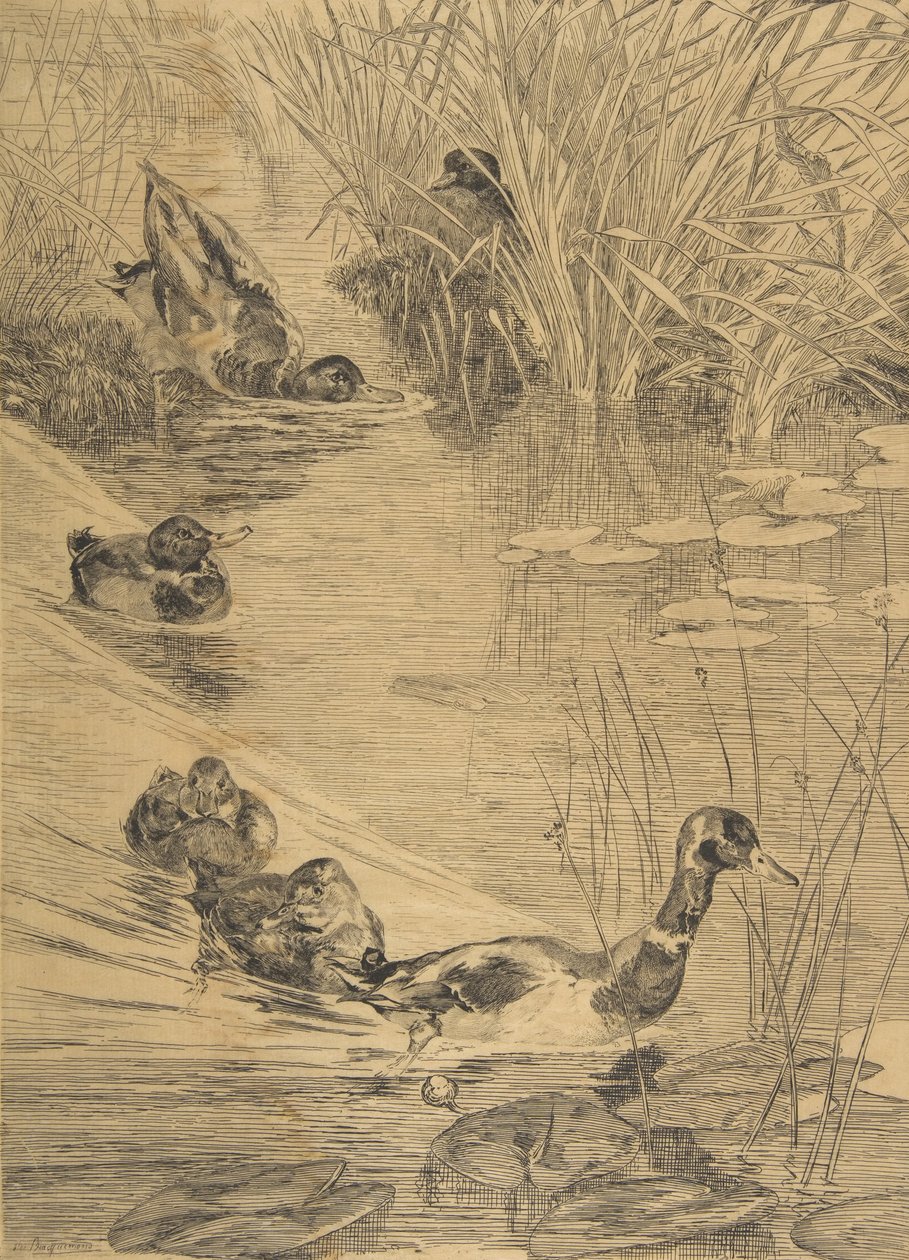 Ördek Eğlencesi, 1850-1914. by Felix Bracquemond