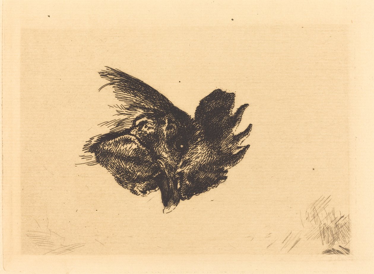 bir horoz başkanı by Felix Bracquemond