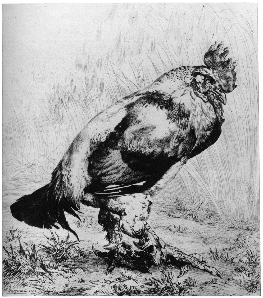 Horoz, c1850-1910, 1924. by Felix Bracquemond