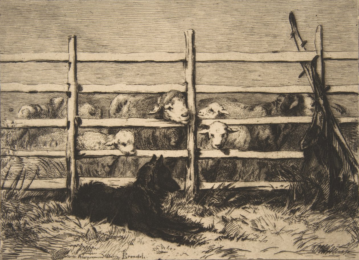 Sürü koyun, 1856. by Felix Bracquemond