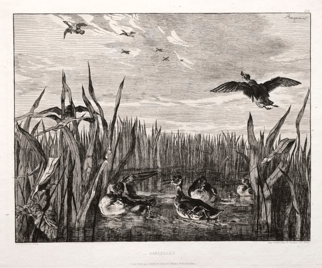 Teals, 1853, 1864