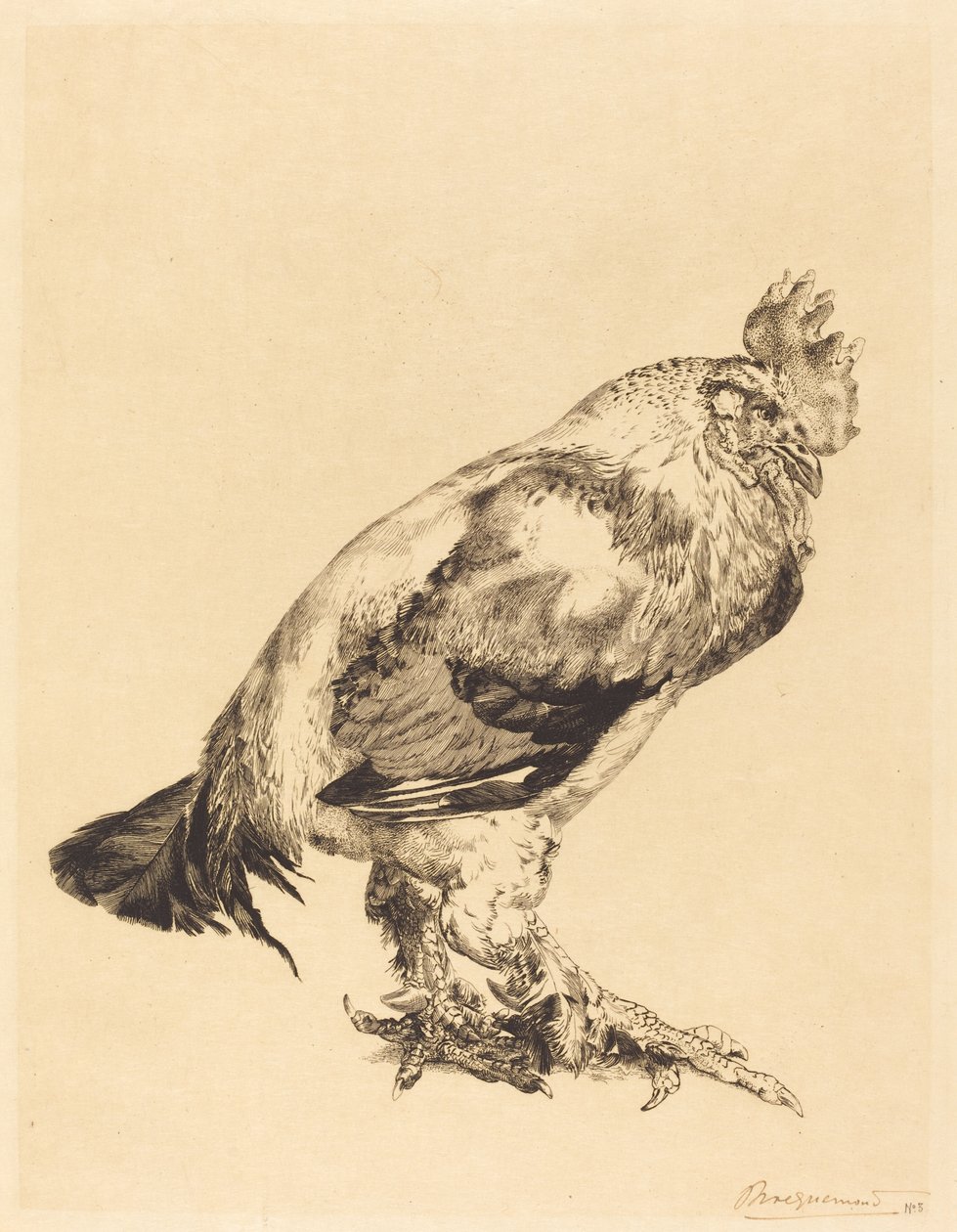 eski horoz by Felix Bracquemond