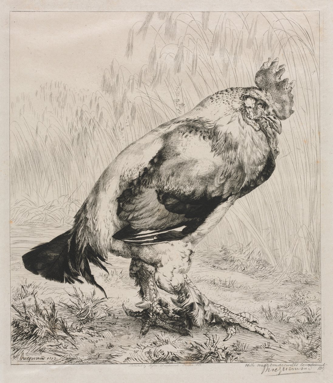 eski horoz by Felix Bracquemond