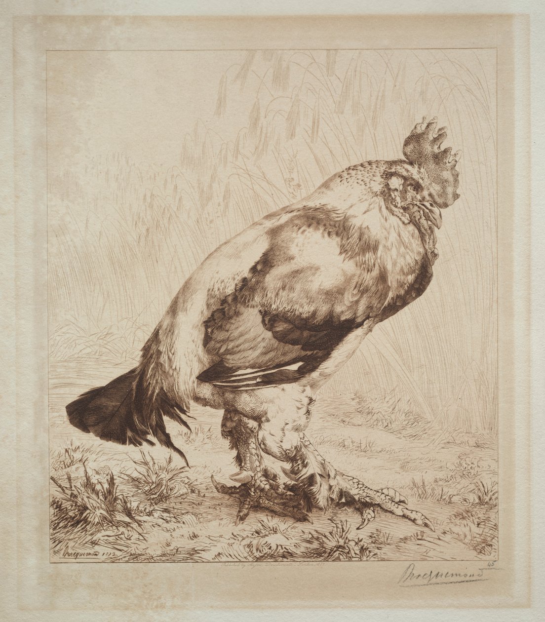 eski horoz by Felix Bracquemond