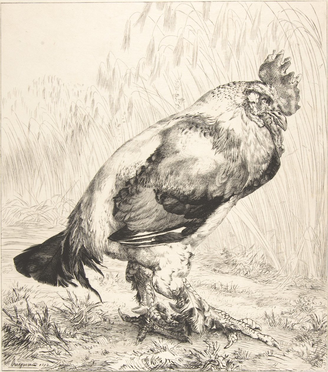 Yaşlı Horoz, 1882. by Felix Bracquemond