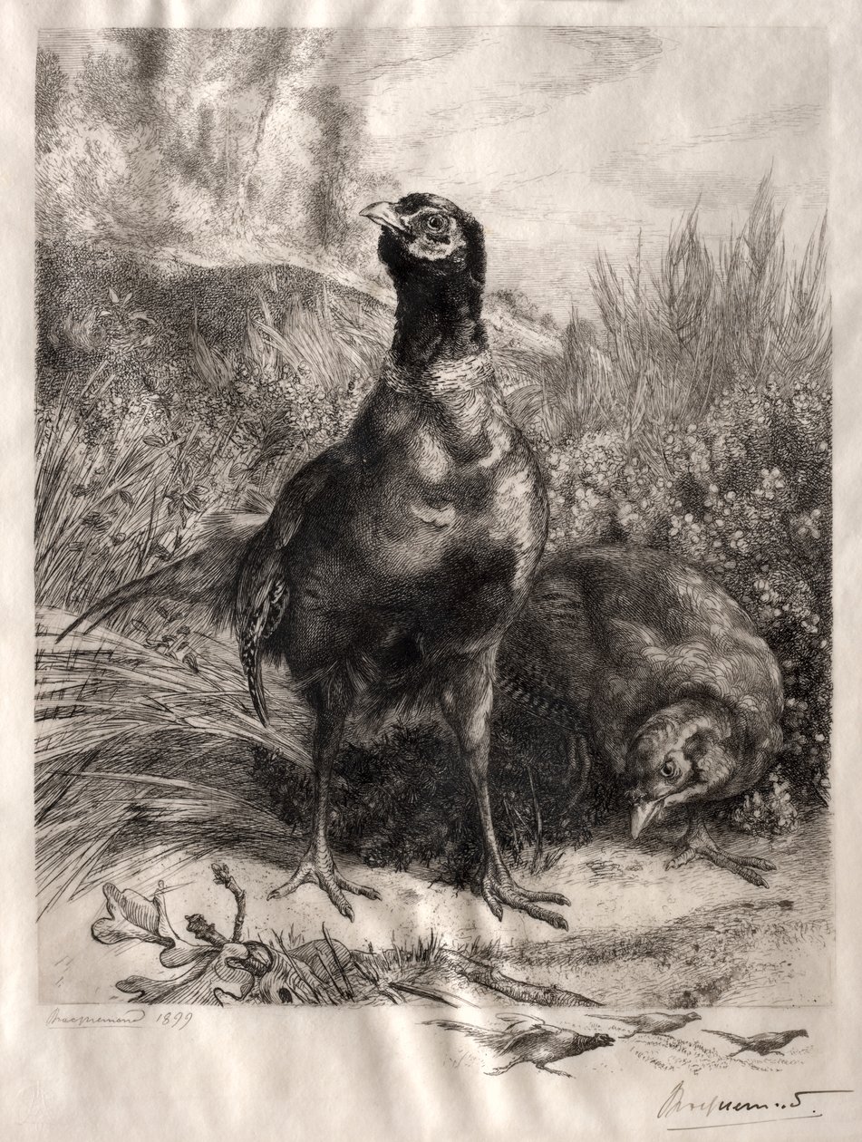 Sülünler by Felix Bracquemond