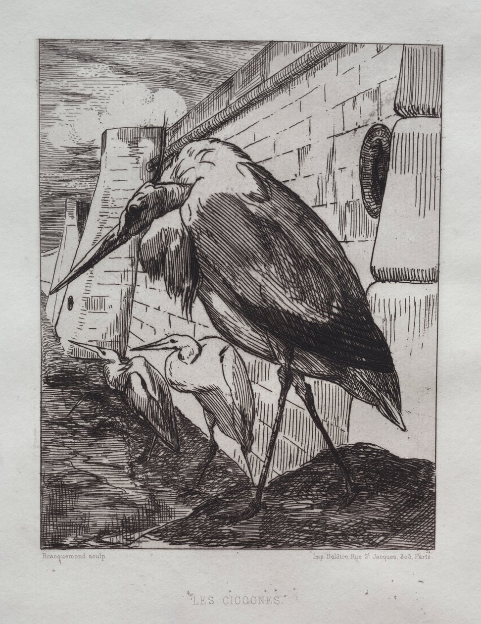 Leylekler, 1865. by Felix Bracquemond