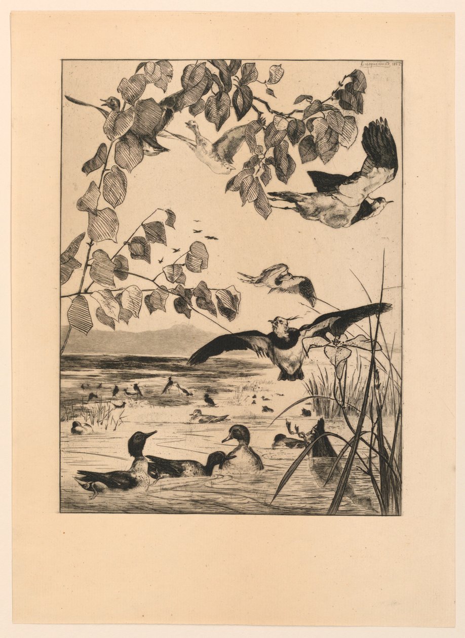 Vanneaux et Sarcelles (Kız kanatları ve Teal) by Felix Bracquemond