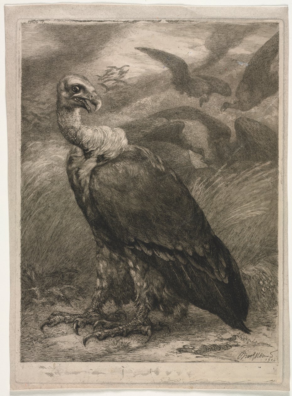 Akbaba by Felix Bracquemond