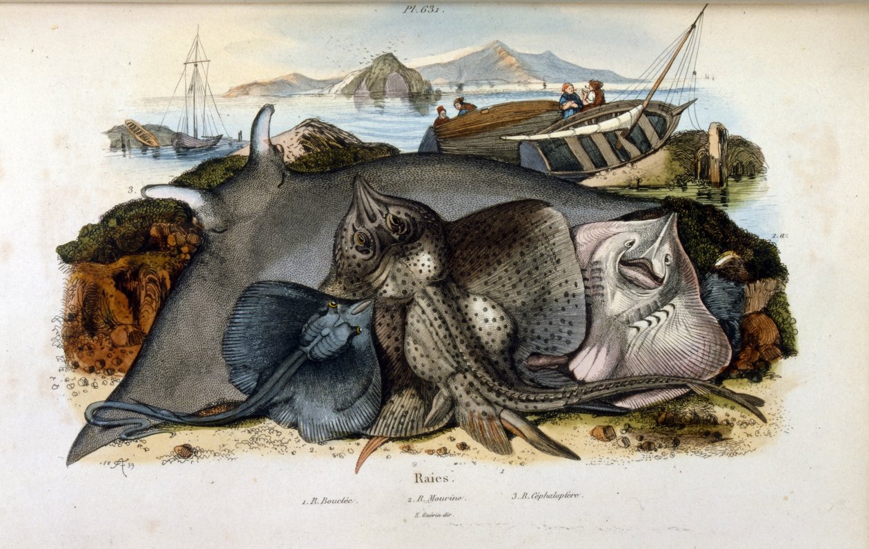 Manta Ray balığı çizimi. (Felix-Edouard Guerin