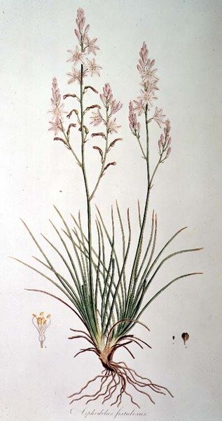 Asphodelus Fistulosus, 