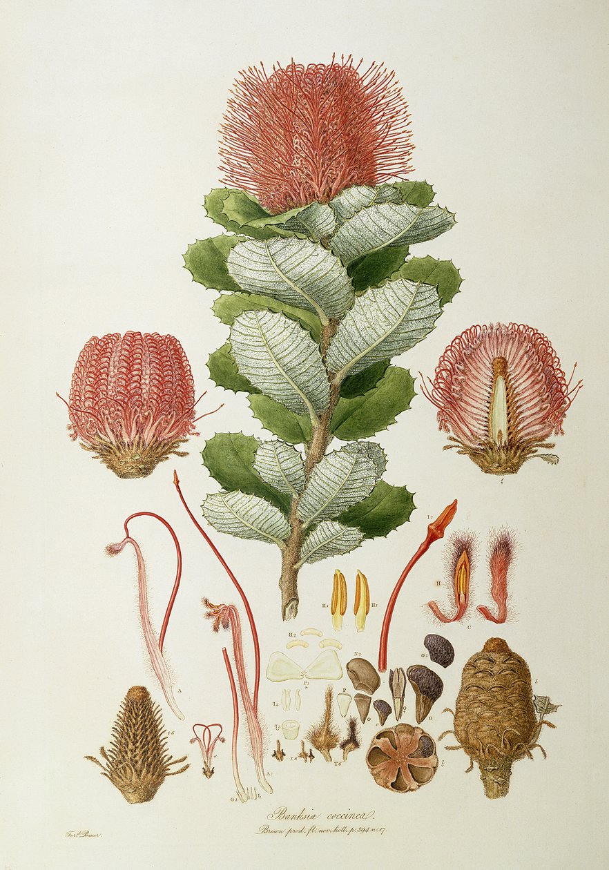 Banksia coccinea, 