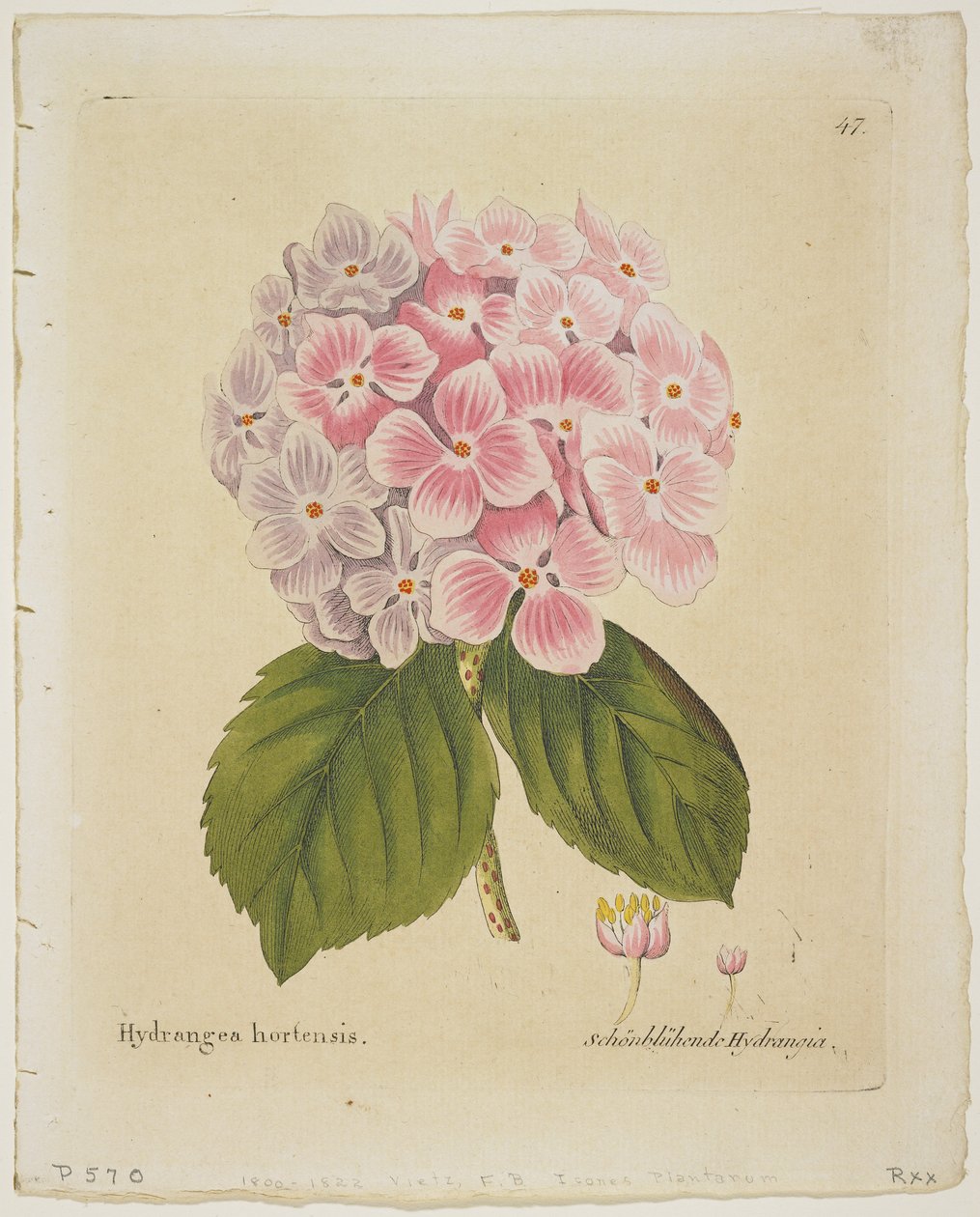 Schonbluhende Hydrangia, Bitkilerin Meyveleriyle İkonları ve Medico-Economico-Technologica'daki Kullanımları, 1804 (el renkli gravür) by Ferdinand Bernhard Vietz