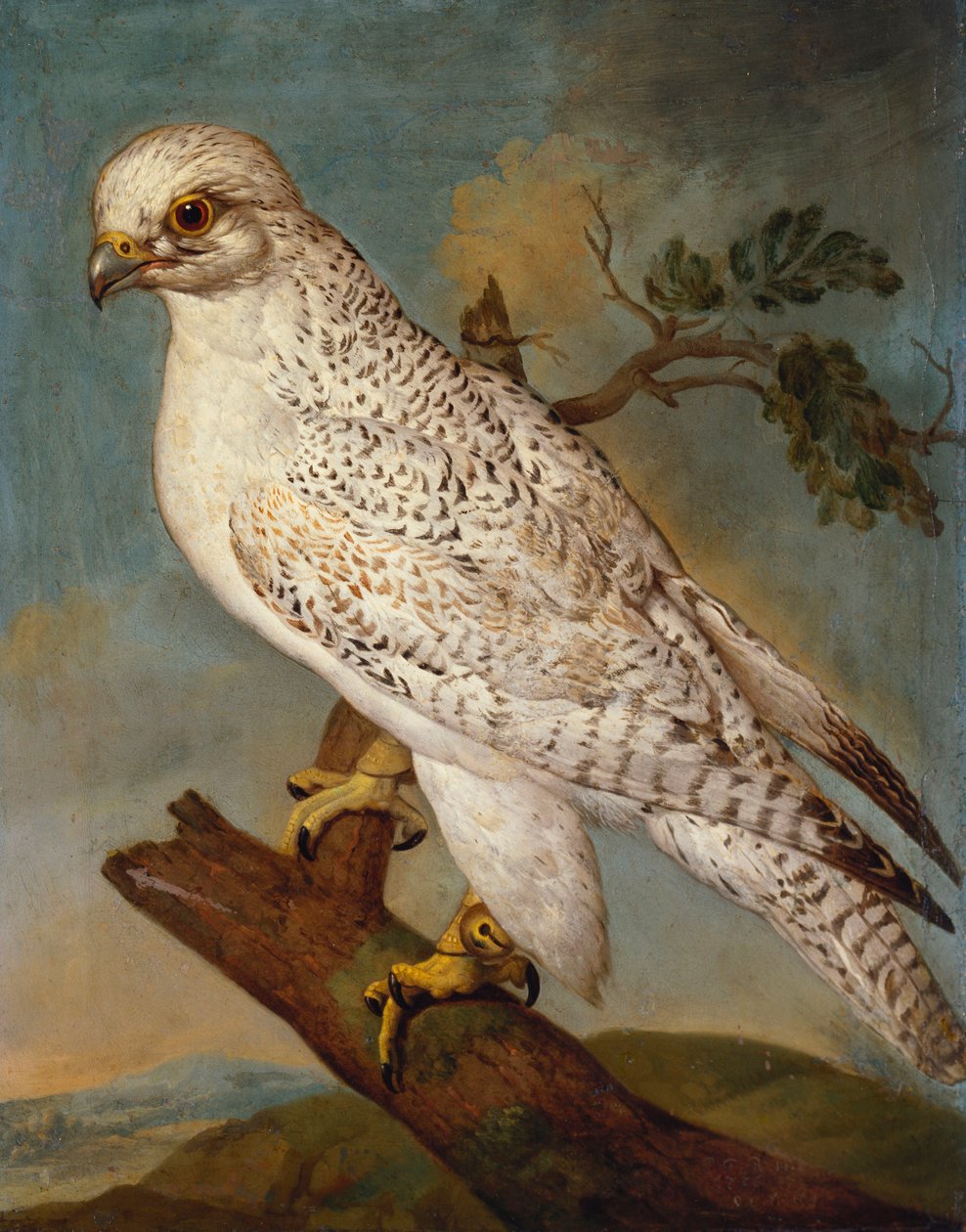 Daldaki Şahin, 1736 by Ferdinand Phillip de Hamilton