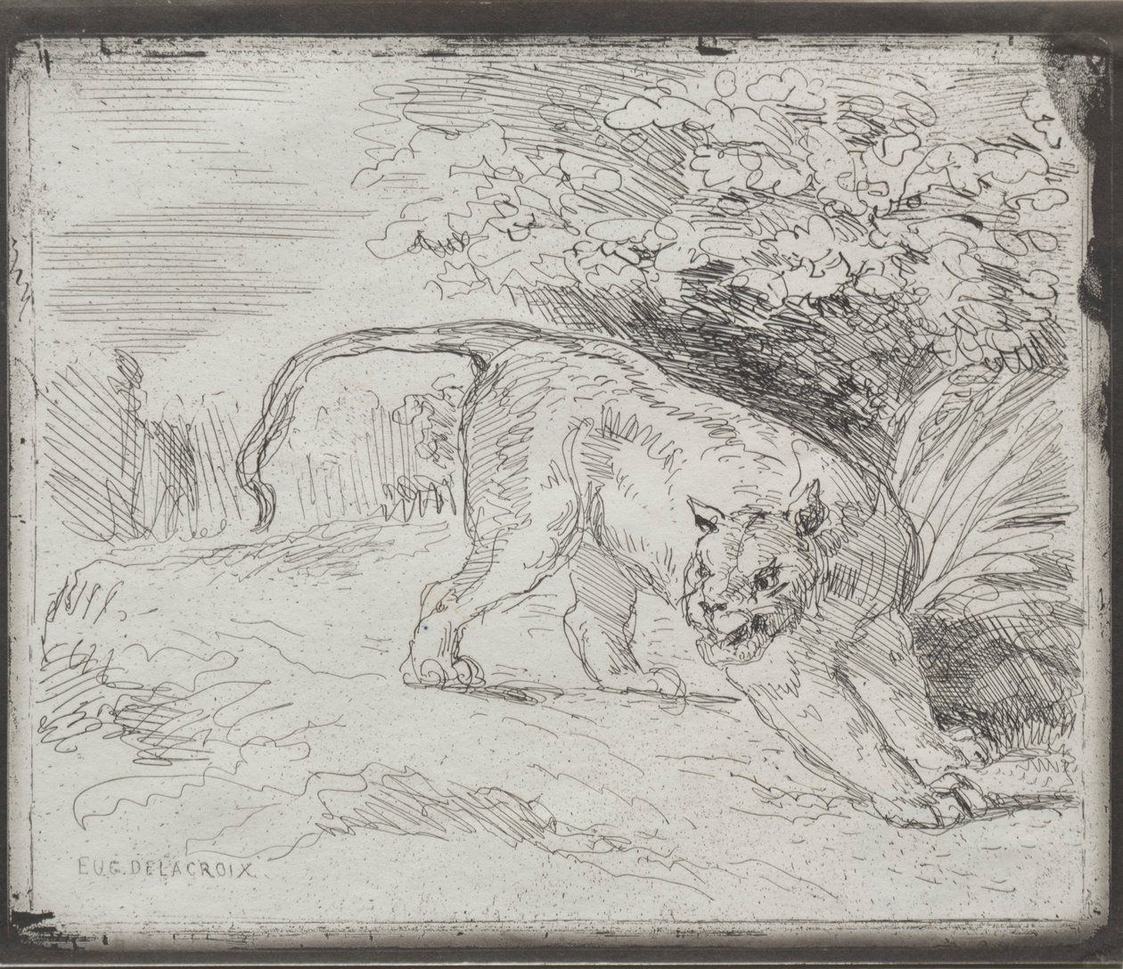 Tuzağa Düşen Kaplan, 1854. by Ferdinand Victor Eugene Delacroix