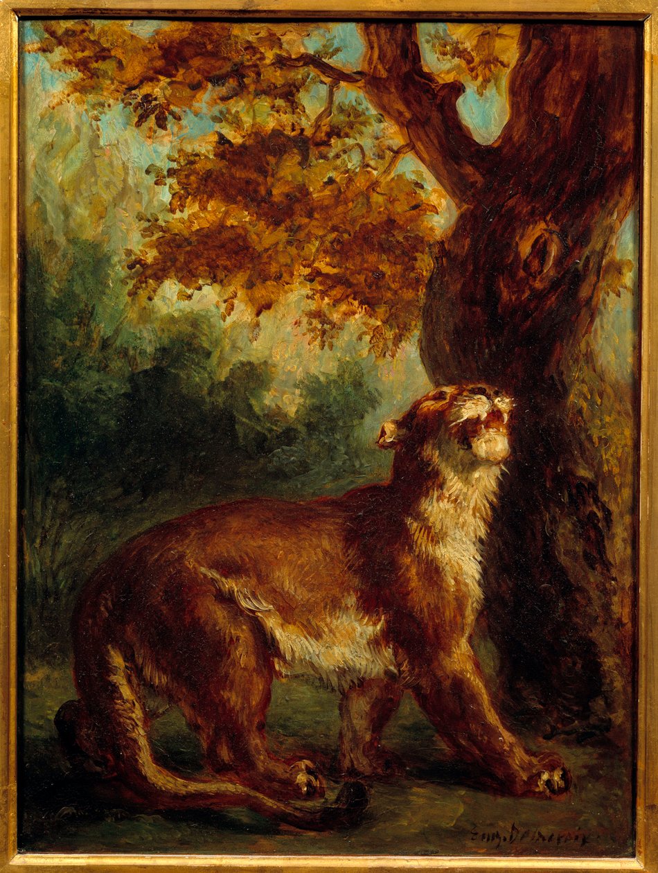 Puma ayrıca dişi aslanın bir av aradığını söylüyor. Eugene Delacroix (1798-1863) tarafından yapılan boyama by Ferdinand Victor Eugene Delacroix