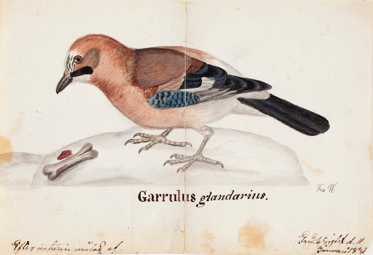  by Ferdinand von Wright