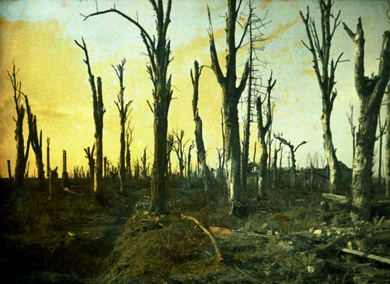 Savaş sırasında yıkılan ağaçlar, Chaulnes, Somme, Fransa, 1917 (otokrom) by Fernand Cuville