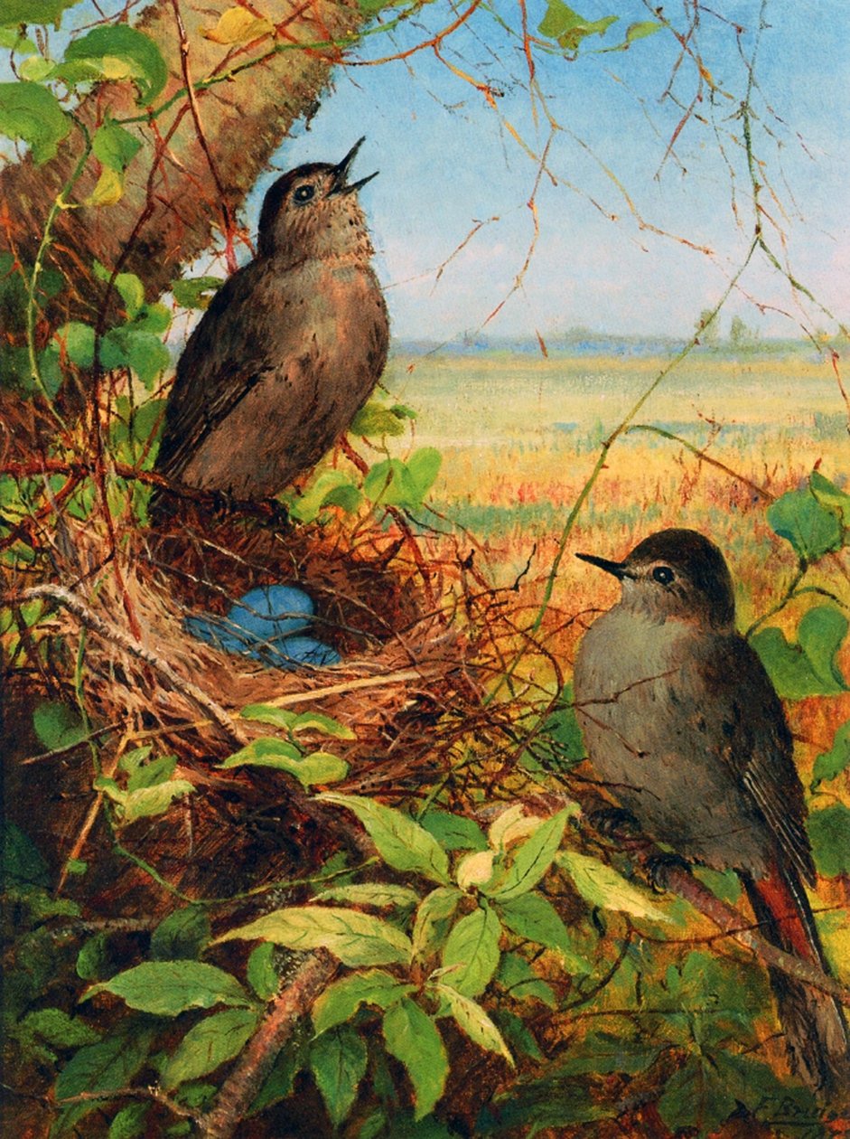 Yuvaları tarafından ardıç kuşu by Fidelia Bridges