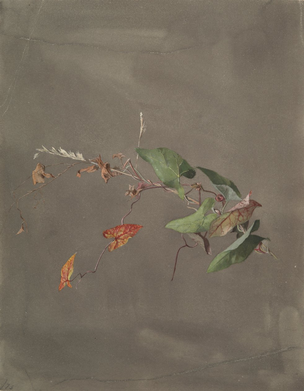 gündüzsefası by Fidelia Bridges
