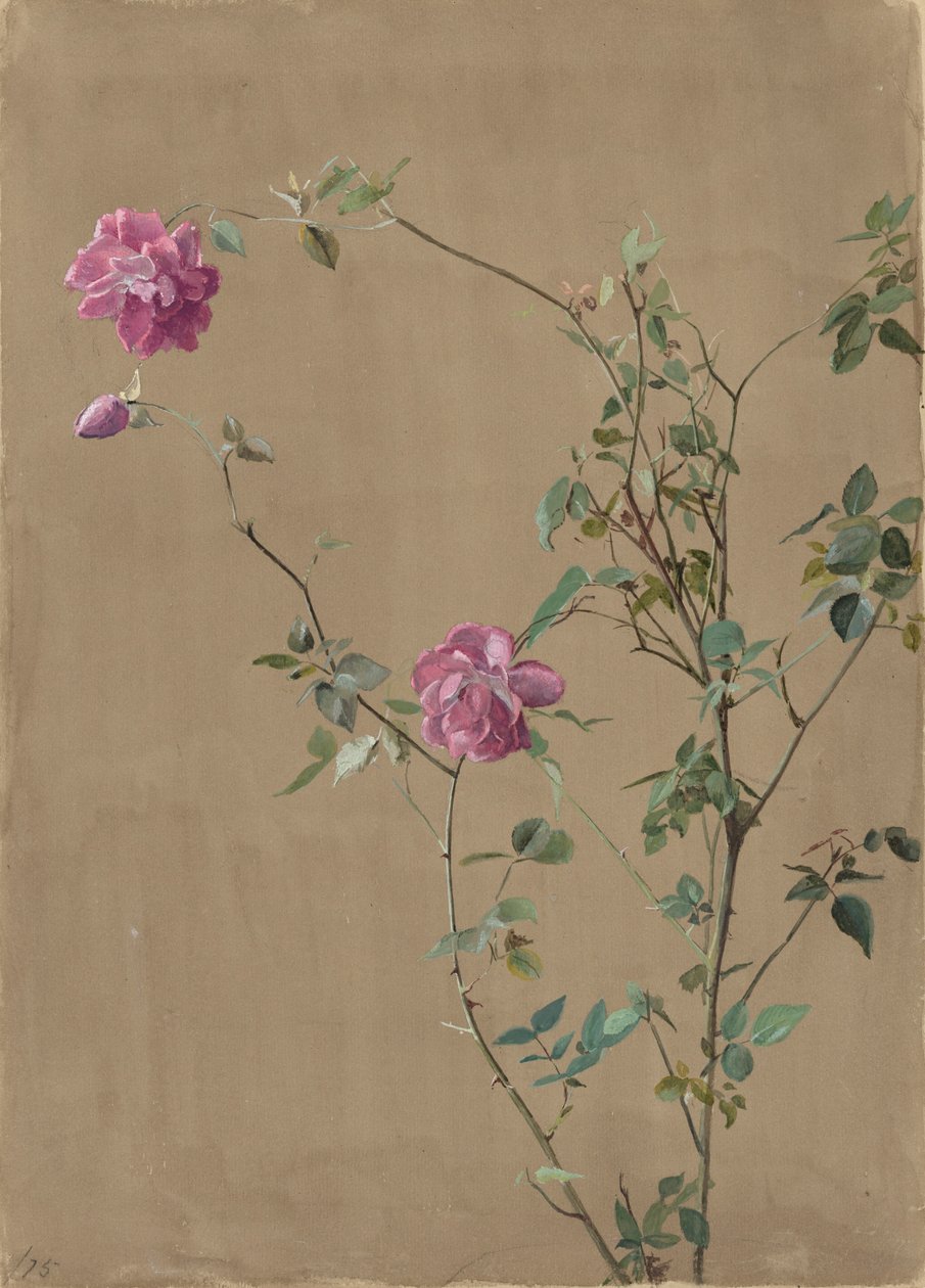 Pembe güller by Fidelia Bridges