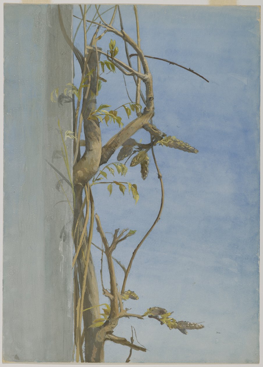 Duvarda Wisteria (kağıt üzerinde wc) by Fidelia Bridges