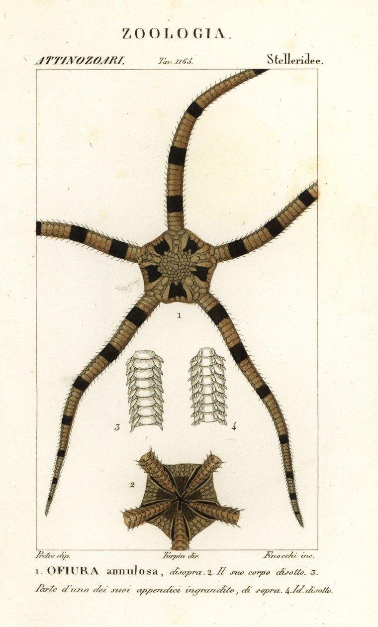 Gevrek yıldız derisidikenli, Ophiomastix ringa, Ophiura ringa by Finocchi Finocchi