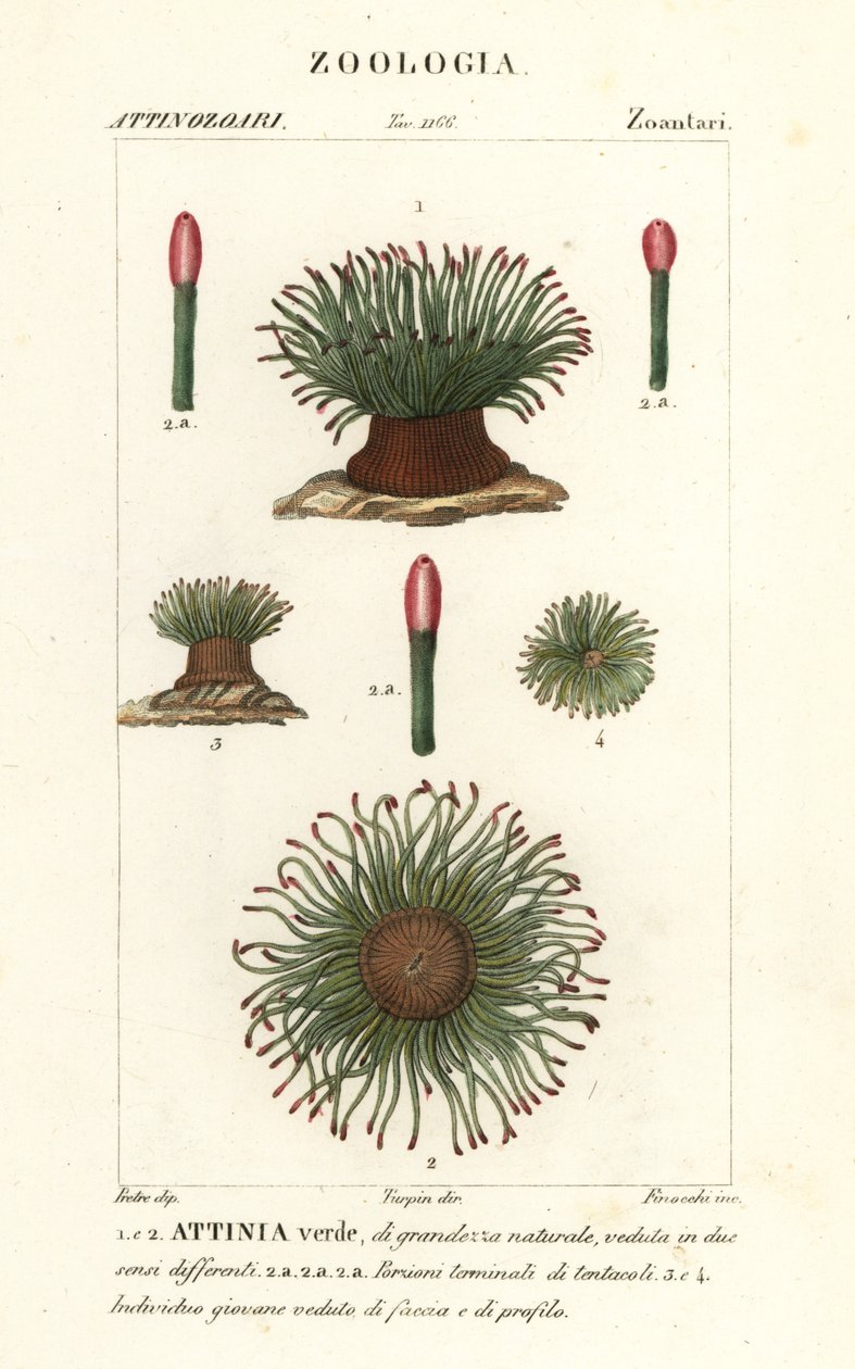 Akdeniz yılan kilitleri deniz anemon, Anemonia sulcata by Finocchi Finocchi