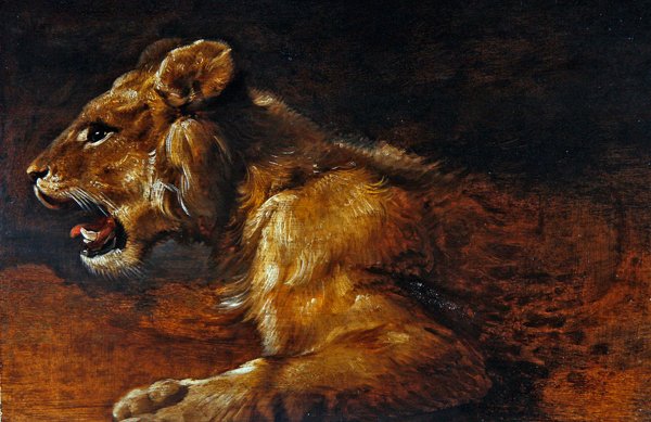 A Study of a Young Lion, School of Antwerp, c.1640 (panel üzeri yağlı boya) by Flemish School