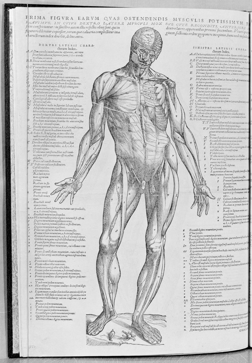 Anatomik çalışma, Andreas Sheldon (1514-64) tarafından Basel, 1543