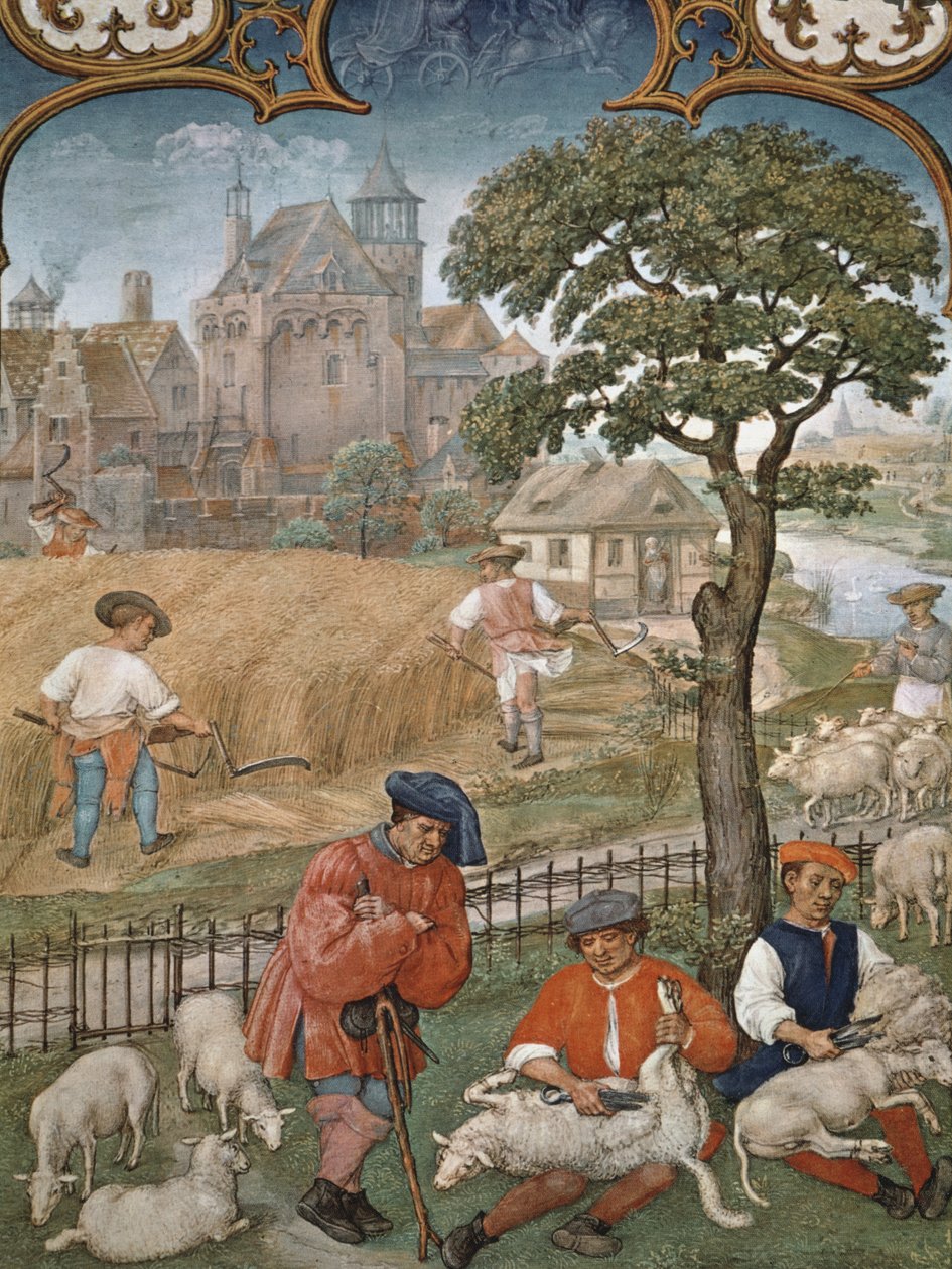 Fol.7v Temmuz Ayı: Hasat ve Koyun Kırkımı, Breviarium Grimani