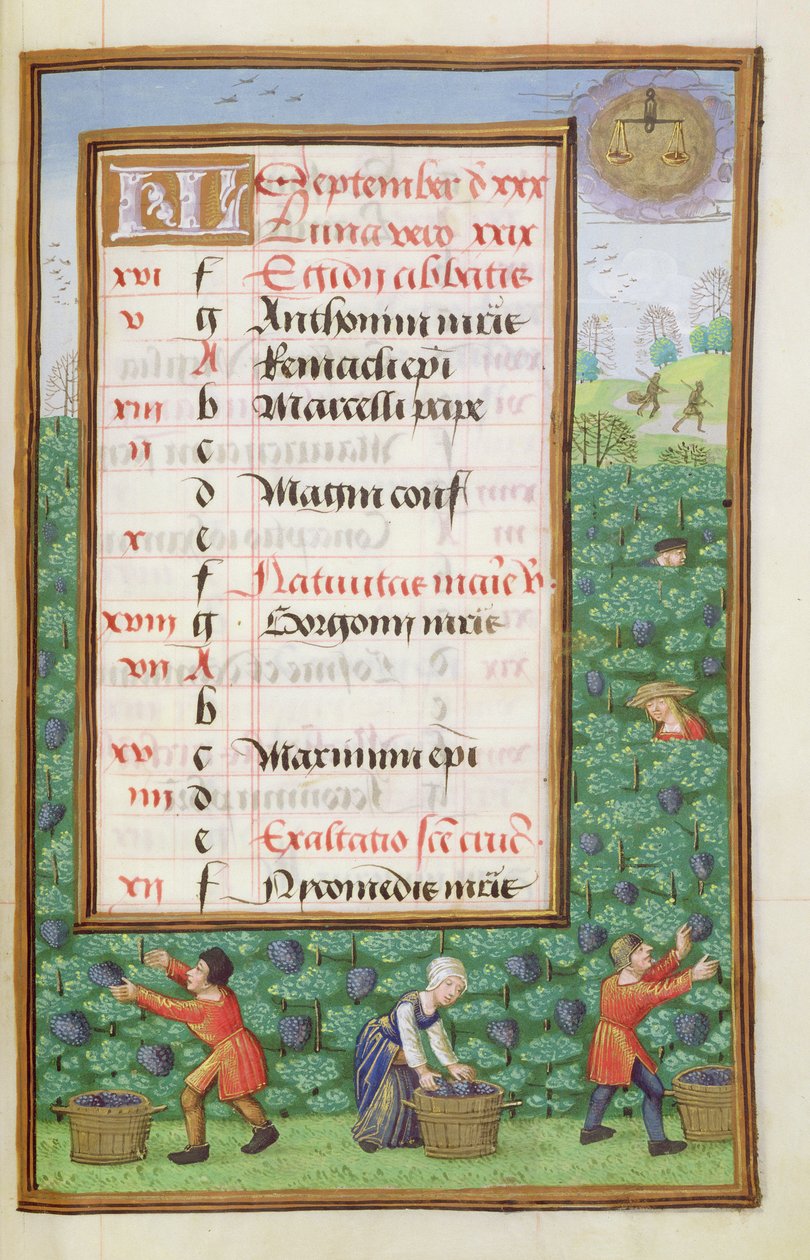 Ms 1058-1975 f9r Üzüm Toplama, Eylül ayı için ışıklı takvim sayfası, Saatler Kitabından, c.1500 by Flemish School