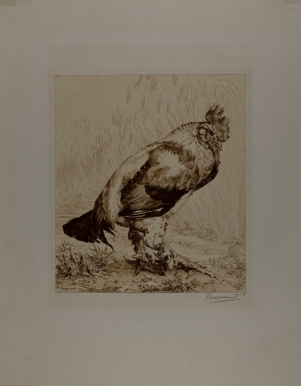  by Félix Henri Bracquemond