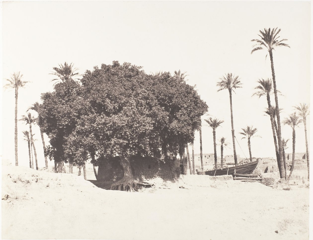 Esneh, Hurma, Nil Kenarında Çınar ve Kahve, 1851-52, 1853-54 basılmış. by Félix Teynard