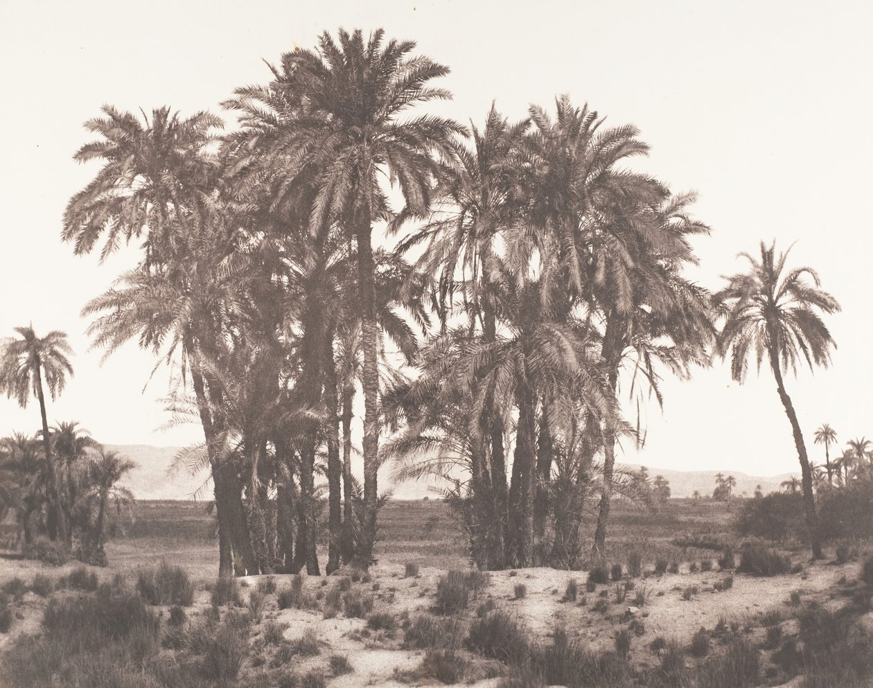 Karnak, A Noktasından Görülen Hurma Grubu, 1851-52, 1853-54 basılmış. by Félix Teynard