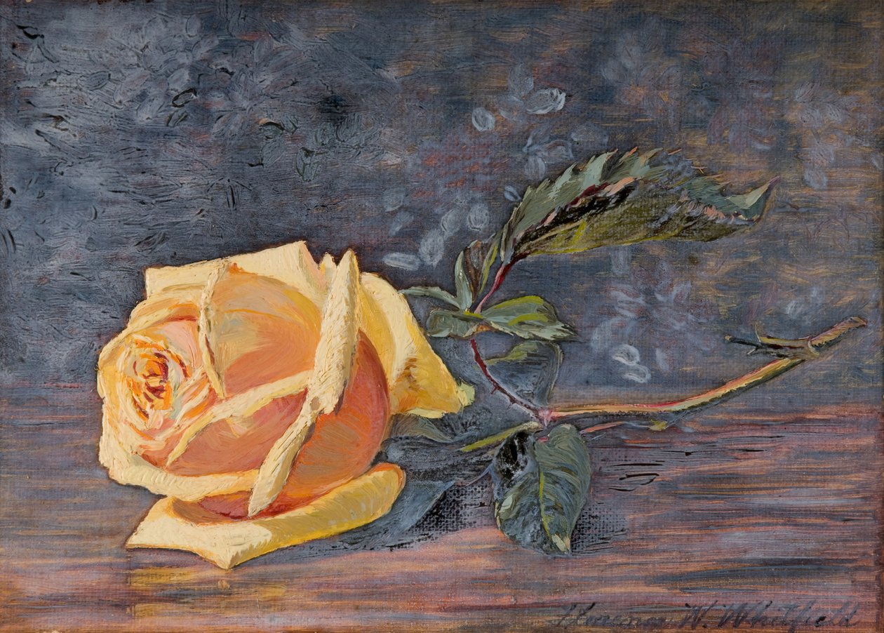 Sarı Gül, 1887. by Florence Westwood Whitfield