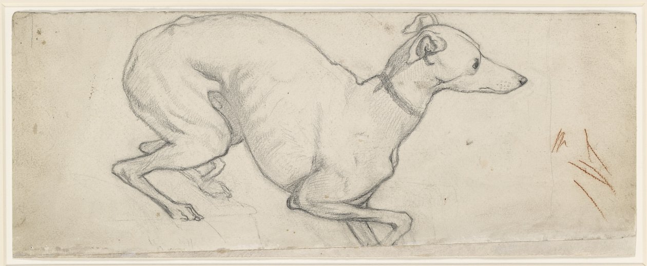 Bir Tazı Çalışması (beyaz olmayan kağıt üzerinde grafit) by Ford Madox Brown