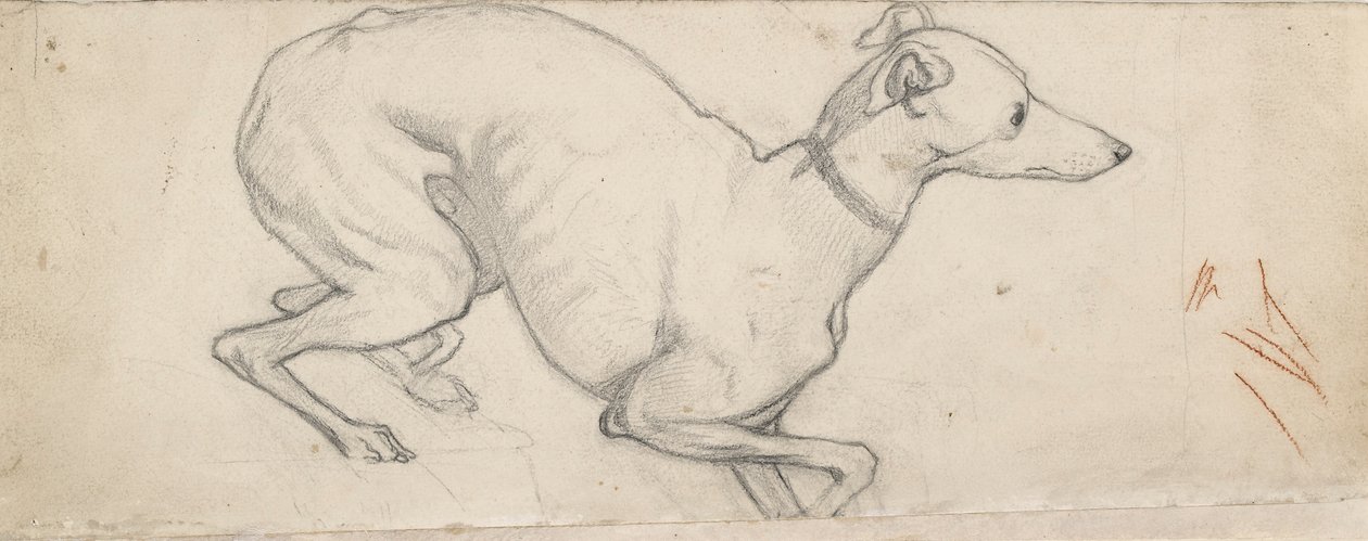 Bir Tazı Çalışması, 19. yüzyılın ortalarında by Ford Madox Brown