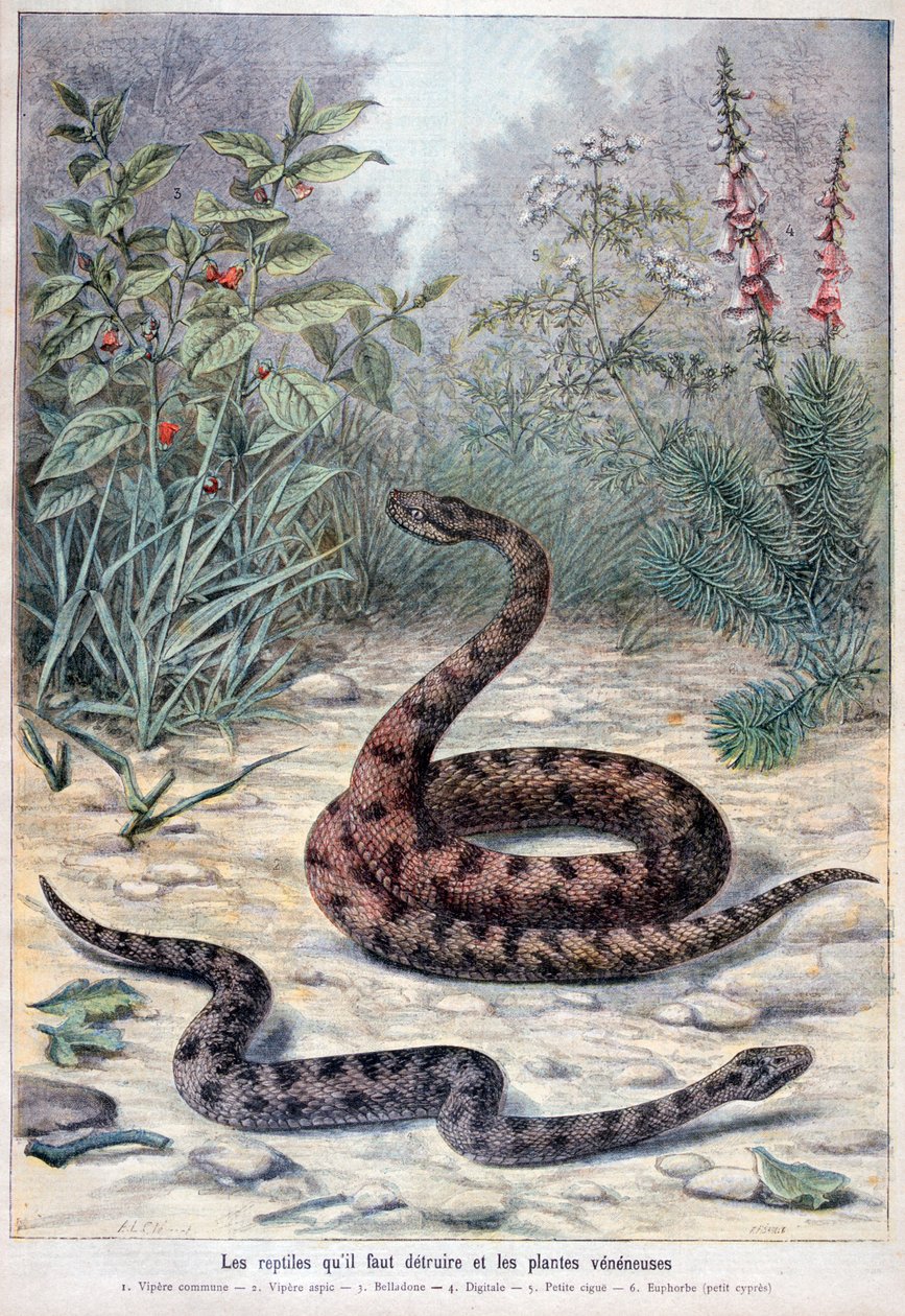 Yılanlar ve zehirli bitkiler, 1897 by Fortuné Méaulle