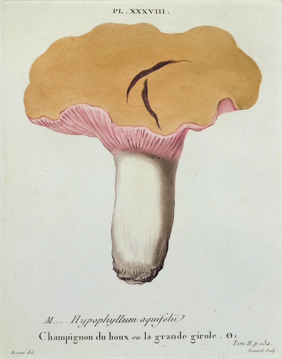 Hyprofyllum aquifolii, J.H. Leveille tarafından 