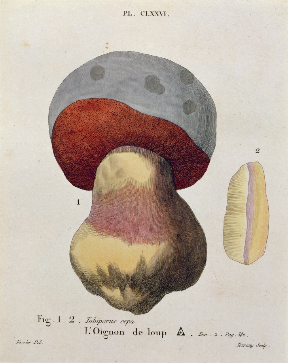 Tubiporus cepa, J. H. Leveille tarafından yazılan 