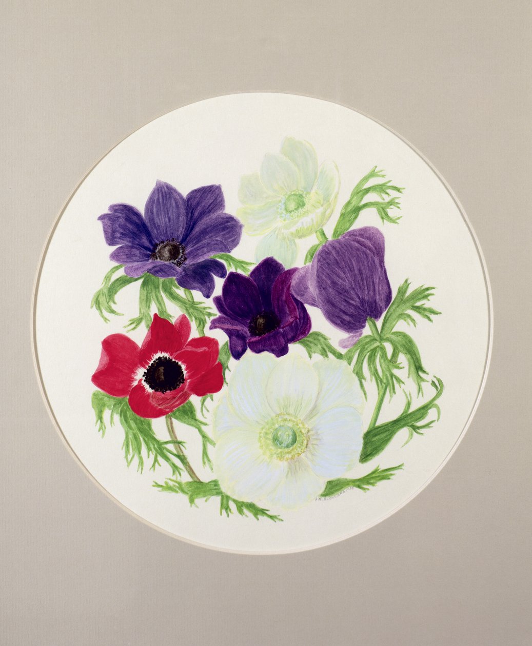 anemonlar by Frances Buckland