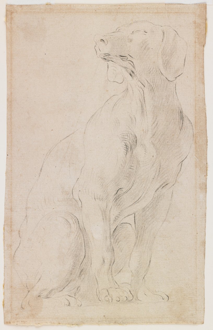 Oturan Köpek, 1710-15 (kağıt üzerine siyah tebeşir) by Francesco Solimena