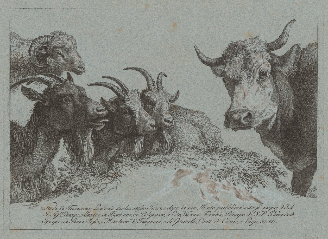 Kafalar Çalışması: Üç Keçi, Bir Öküz ve Bir Koç, yayınlandı c. 1783. by Francesco Londonio