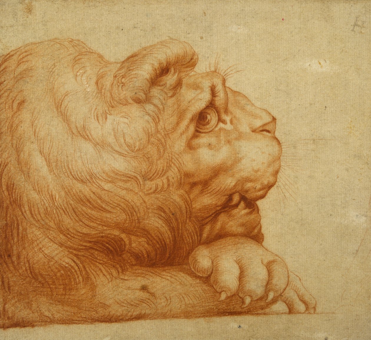 Profilde bir aslan başı (beyaz kağıt üzerine kırmızı tebeşir) by Francesco de Rossi Salviati Cecchino