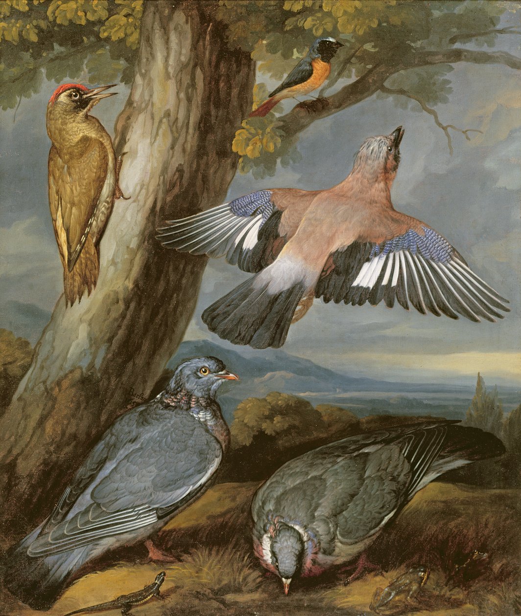Jay, Yeşil Ağaçkakan, Güvercinler ve Redstart, c.1650 by Francis Barlow