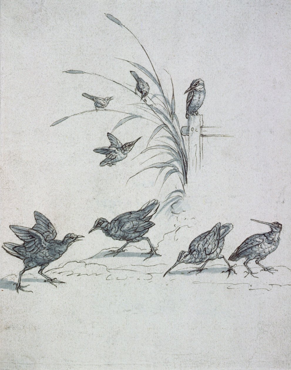 Kingfishers, Curlew ve diğer Kuşlar, 17. yüzyıl (çizim) by Francis Barlow