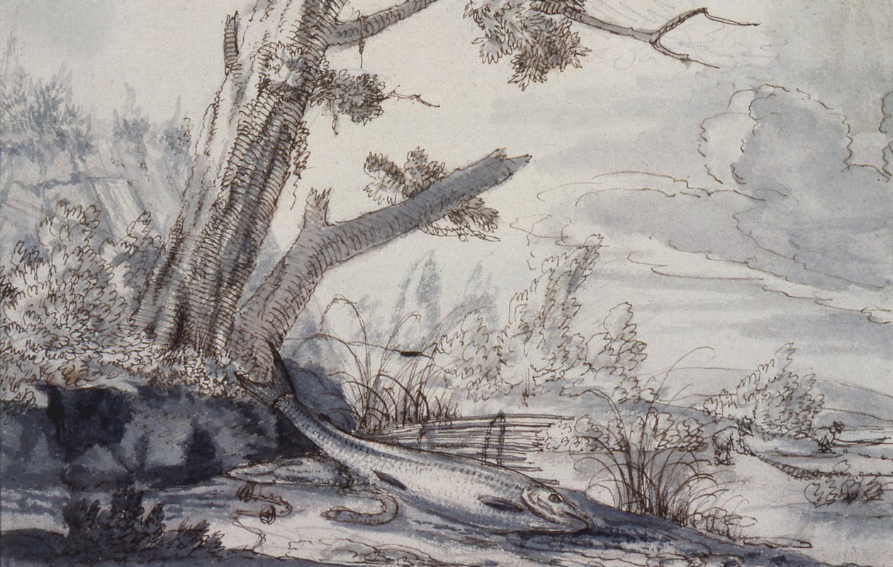Keklikler ve Snipe, 17. yüzyıl (çizim) by Francis Barlow