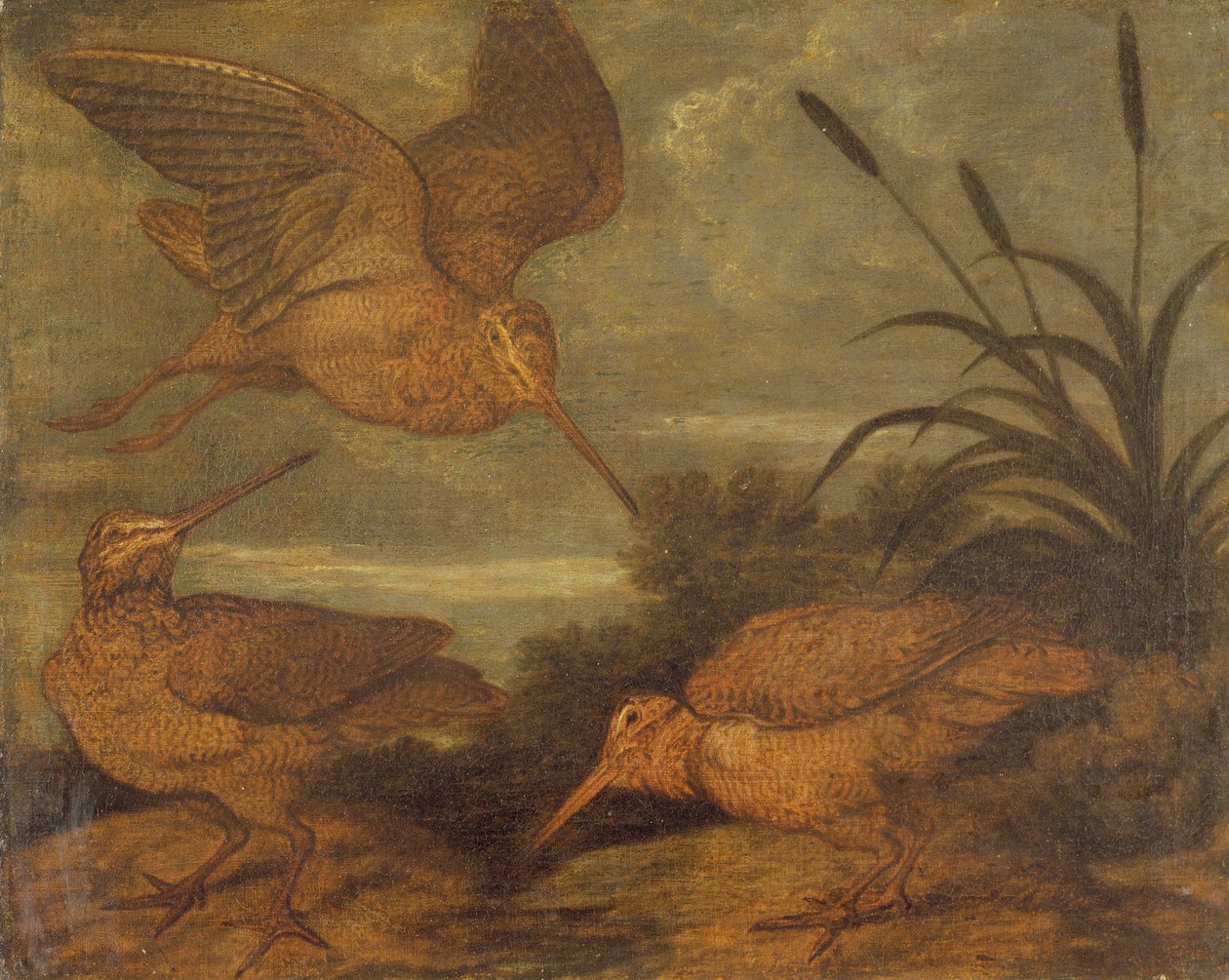 Woodcock at Dusk, c.1676  by Francis Barlow