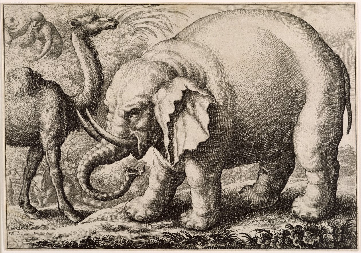 Bir Fil ve Bir Deve, Wenceslaus Hollar (1607-77) 1663 tarafından oyulmuş by Francis Barlow